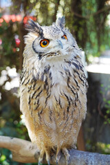 Close-up of an Indian Eagle Owl sitting on the branch
