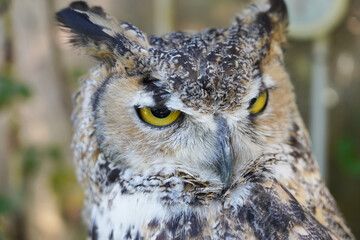 Close-up of Horned Owl sitting on the branch