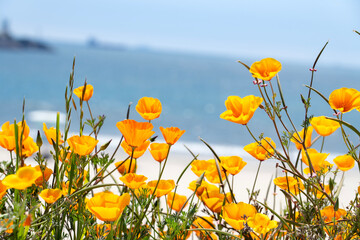 Yellow Flowers on Beach