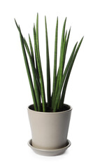 Pot with Sansevieria plant isolated on white. Home decor