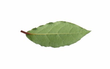 One fresh bay leaf isolated on white