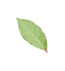 Fototapeta premium One fresh bay leaf isolated on white