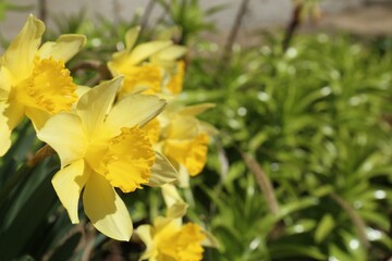 Beautiful yellow daffodils growing outdoors on spring day, closeup