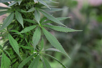 Green organic hemp growing outdoors, closeup. Space for text