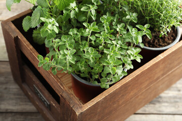 Crate with different potted herbs on wooden table, closeup