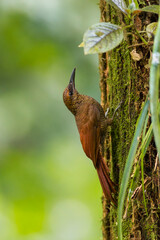 Northern-Barred_Woodcreeper
