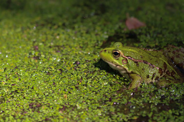 frog on the grass
