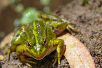 Frog happy