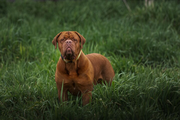 2023-04-30 LARGE MASTIFF STANDING IN A LUSH GREEN FIELD STARING OUT WITH A BLURRY BACKGROUND IN REDMOND WASHINGTON