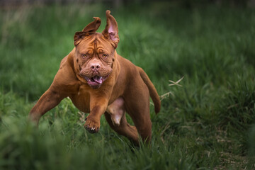 2023-04-30 A LARGE MASTIFF RUNNING AND LEAPING THROUGH TALL GREEN GRASS EARS FLYING WITH A NICE STARE IN REDMOND WASHINGTON