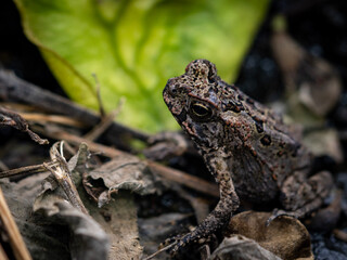 frog on the ground