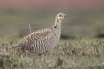 Female Sharp-tailed Grouse (Tympanuchus phasianellus) in the prairie. Females meet males in early...