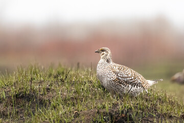 Misty Moor full of Sharp-tailed Grouse Grouse  (Tympanuchus phasianellus). Morning rises grey and cold on this early spring day. The lek is attracting males and females of the species to court 
