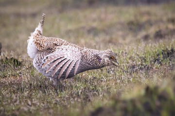 Displays and performances of a male Sharp-Tailed Grouse (Tympanuchus phasianellus). On the prairies of Minnesota, in the spring morning, these birds dance in courtship to woo a female mate