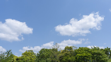 初夏の快晴の青空と木々