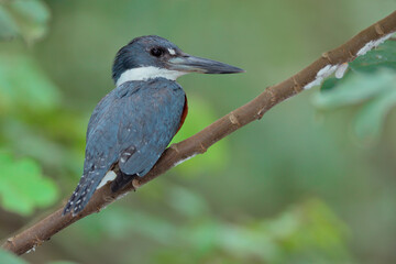 Ringed-Kingfisher-male