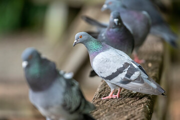 Close-up of rock pigeons.