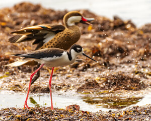 Black-necked stilt in the sargassum, Fajardo Puerto Rico 