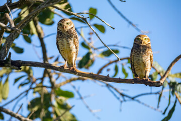 Burning Owl (Athene cunicularia or Speotyto cunicularia) in selective focus. Known as the 