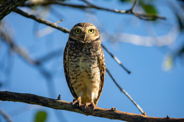 Burning Owl (Athene cunicularia or Speotyto cunicularia) in selective focus. Known as the 