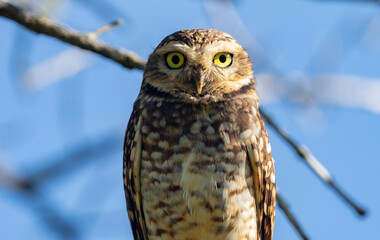 Burning Owl (Athene cunicularia or Speotyto cunicularia) in selective focus. Known as the 