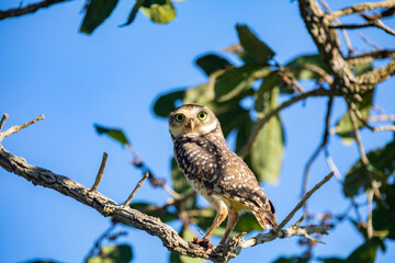 Burning Owl (Athene cunicularia or Speotyto cunicularia) in selective focus. Known as the 