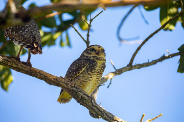 Burning Owl (Athene cunicularia or Speotyto cunicularia) in selective focus. Known as the 