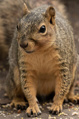 Naklejka na ściany i meble Close-up of a fox squirrel