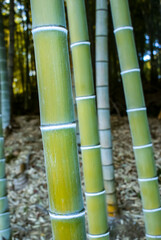 Obraz premium 一年中青々としていて、高く伸びる爽やかな竹林