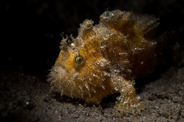 Ocellated frogfish or Nudiantennarius subteres