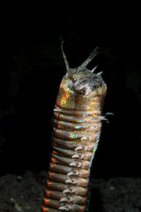 Bobbit Worm or Eunice aphroditois