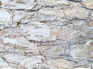 Wooden texture. Pine-tree background. Tree bark