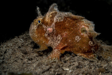 Spotfin Frogfish or Antennatus nummifer