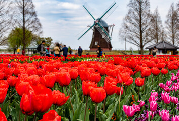 4月から5月にかけて数万株のチューリップ畑が全国各地に展開します。
