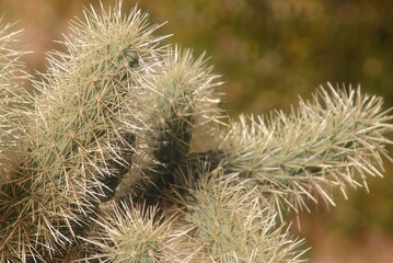 Sharp Needles of a Cholla Cactus 