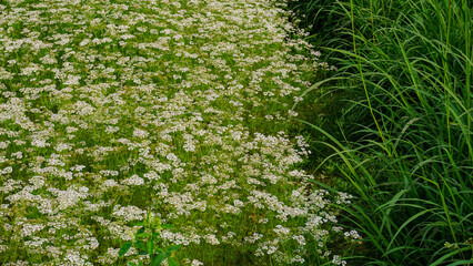Field of white white coriander flowers. Big green grass next to it. Amazing background of green and white small coriander flowers.