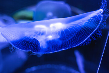 jellyfish in water