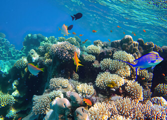 coral reef with fish