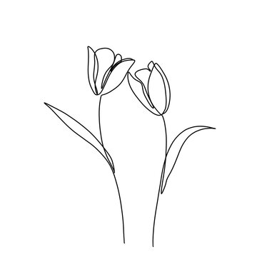 Flower and plant continuous single line art drawing. Tulip flower minimal art style. Tulip flower continuous line art illustration.