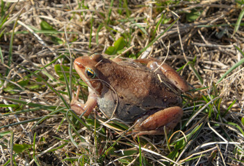 Wood frog in Alberta