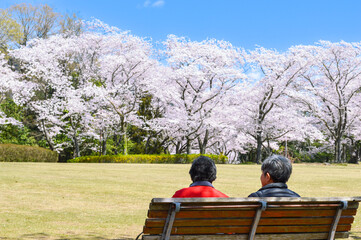 満開の桜をベンチに座ってみる老夫婦