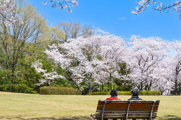 Obraz premium 満開の桜をベンチに座ってみる老夫婦