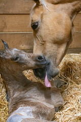 mother's kisses for a newborn foal