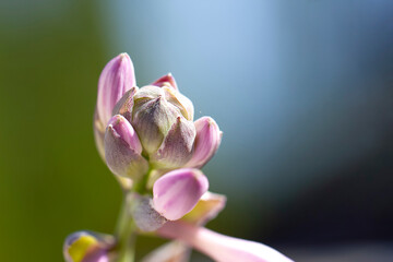 Pink flower head. Detailed petals. Green and blue background