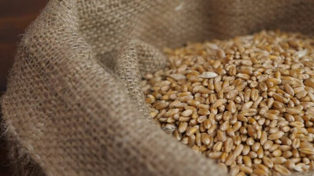 Ripe wheat in sack after harvest on wooden surface background. Rural agriculture at summer. Healthy natural bio food concept. Rural scene, no people Generative AI