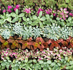 Miniature succulent plants (succulent cactus) at the garden