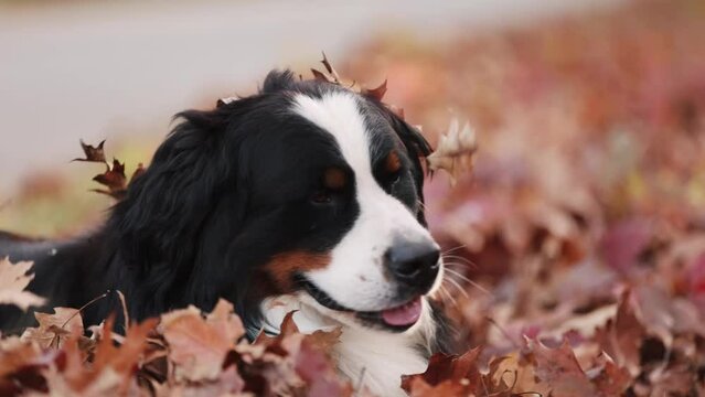 Close up portrait bernese mountain dog in autumn foliage with leaves falling on the dog
