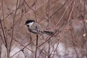 Fototapeta premium Black-capped Chickadee on a Branch