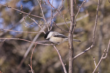 Obraz premium Black-capped Chickadee on a Branch