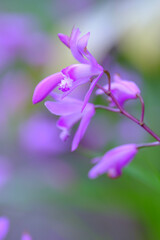 Fototapeta na wymiar 紫色の花を咲かせることから紫蘭。5月に開花する。背景をぼかして花びらをクローズアップ撮影.